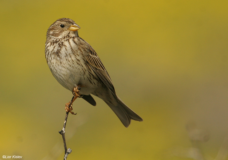   Corn Bunting Miliaria calandra                                , , 2010,:   